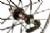 Fulcrum Racing 3 Clincher Wheelset