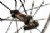 Fulcrum Racing 3 Clincher Wheelset