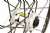 Mavic Crossmax ST Disc 26 Inch Wheelset