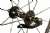 Reynolds Sixty Six Clincher Wheelset 