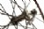 Topolino TrueBlack CTR 2.0 Clincher Wheelset