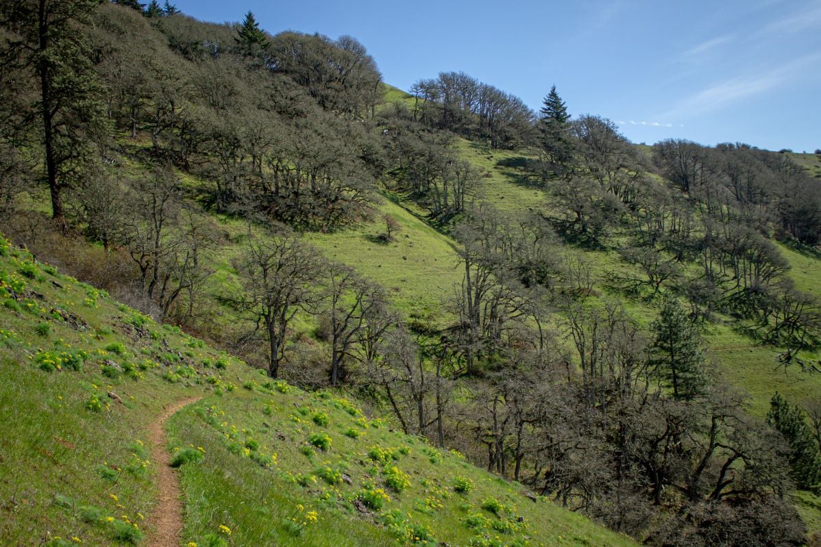 Continental Magnotal side profile